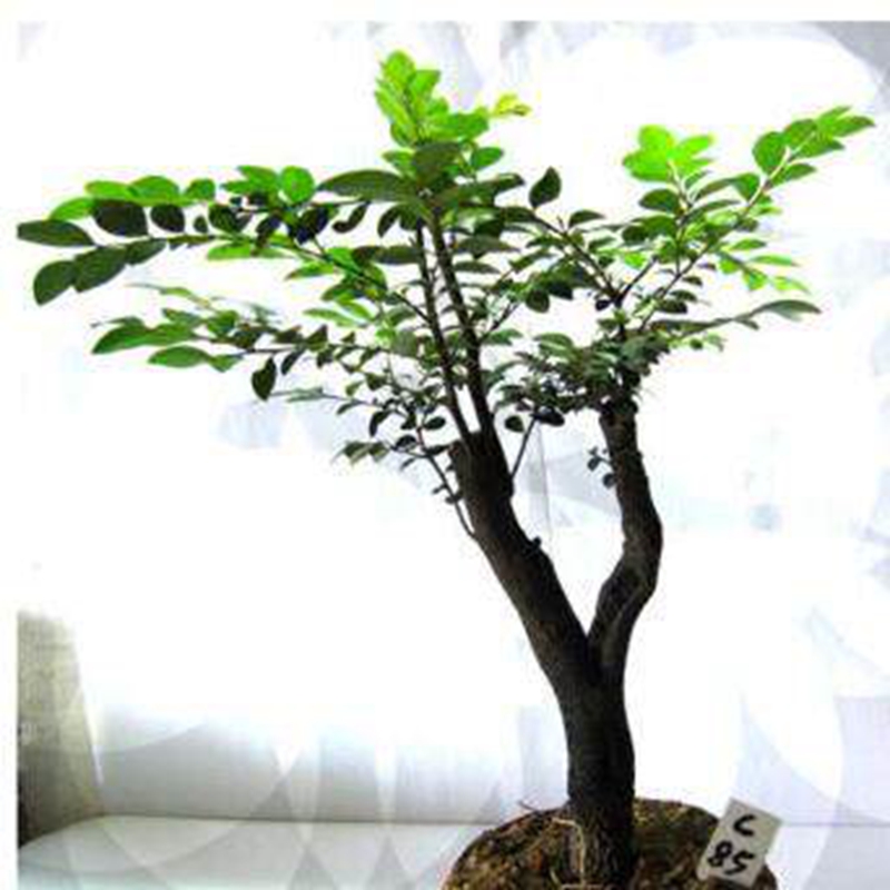 那个网站可以看绿植盆栽历史价格|绿植盆栽价格走势图
