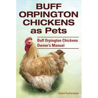 预订 Buff Orpington Chickens as Pets. Buff Orping...