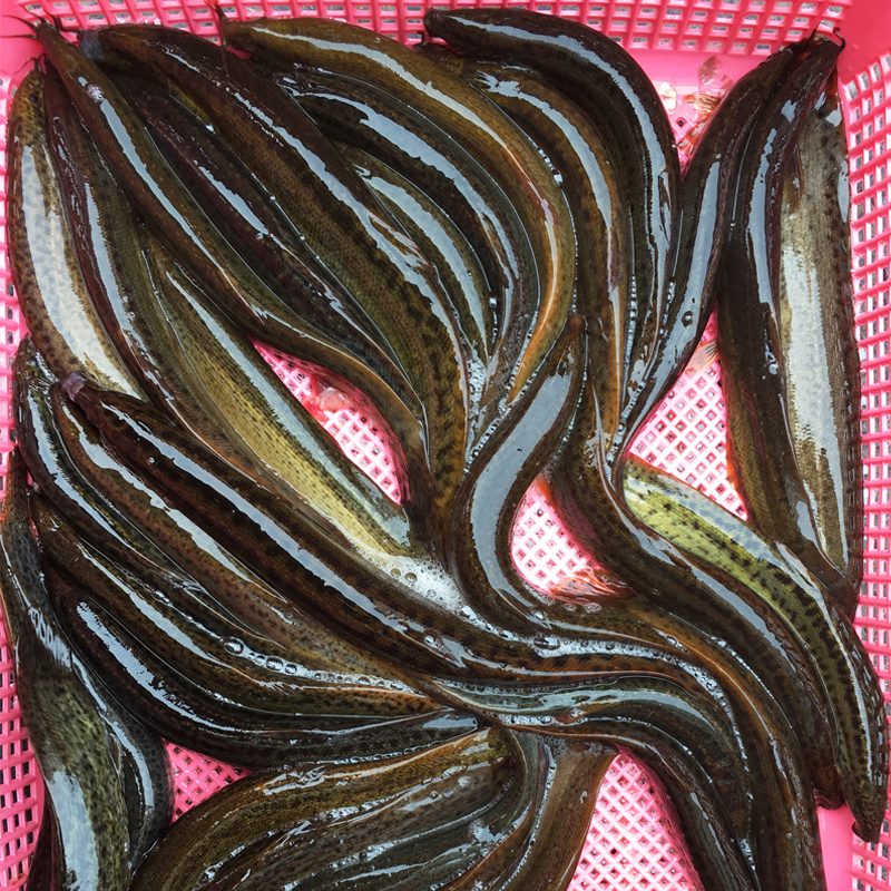 品鲜肴 淡水鱼 土泥鳅青鳅黄鳅 渔民野外捕抓鲜活现杀水产500g(净膛前