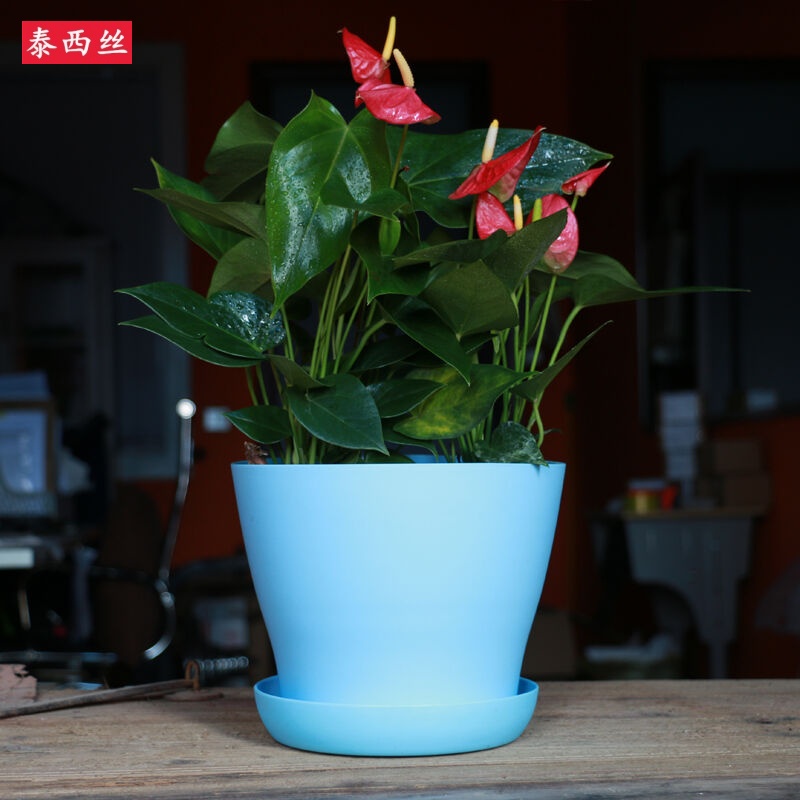 泰西丝新款敞口塑料多肉创意花盆仿陶瓷树脂阳台小花盆环保批发托颜色