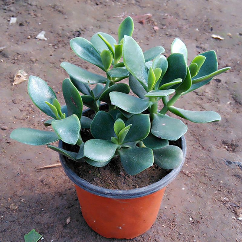 醉花春 玉树 燕子掌花卉盆栽金枝玉叶景天科青索龙属多浆灌木四季常青