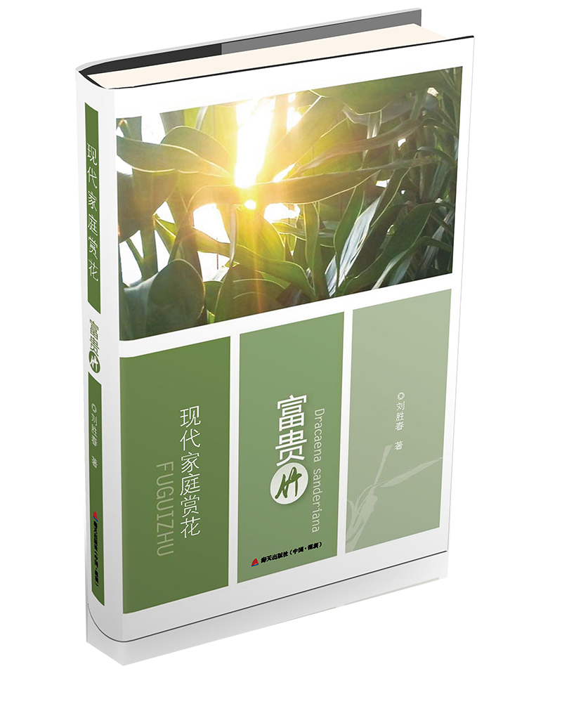 现代家庭赏花：富贵竹