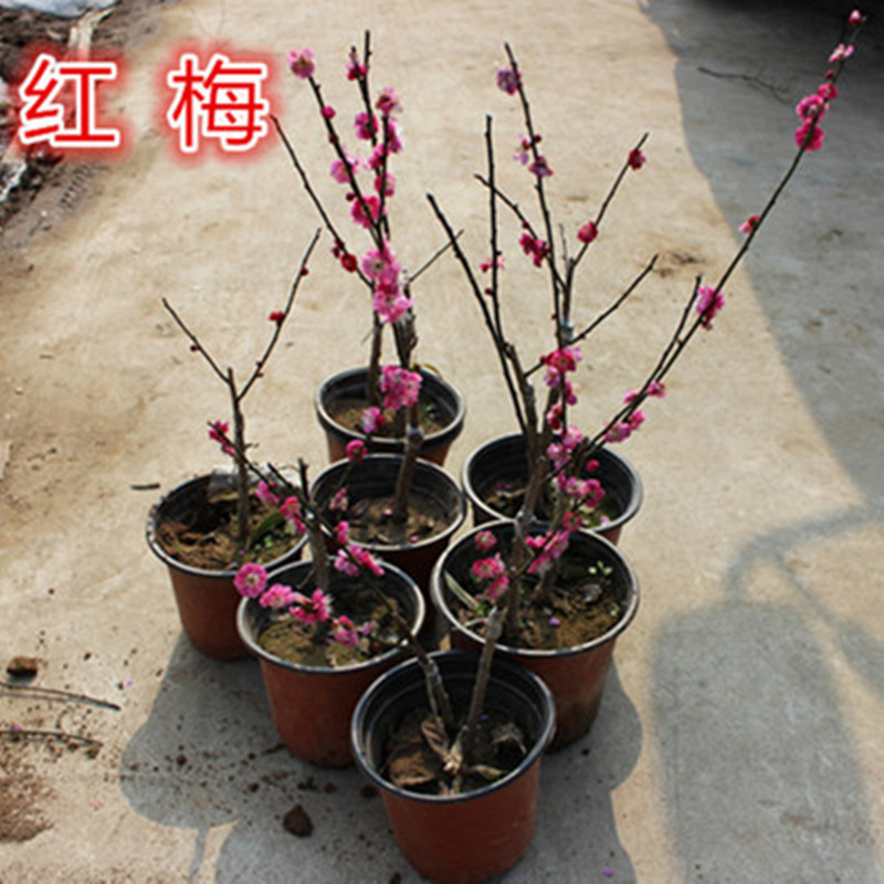 醉花春  庭院植物 梅花盆景 梅花苗 红梅 盆栽 红梅
