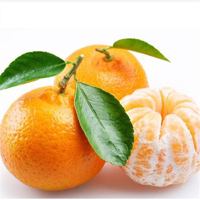 苗南方北方橘子苗盆栽地栽买3颗就送一颗买5颗就送2颗橙子柑橘柚子