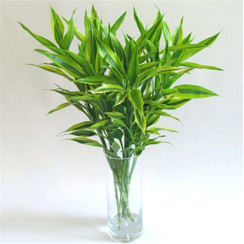 叹为观止盆栽富贵竹塔竹吸甲醛水养水培植物塔竹水养办公室内转运竹