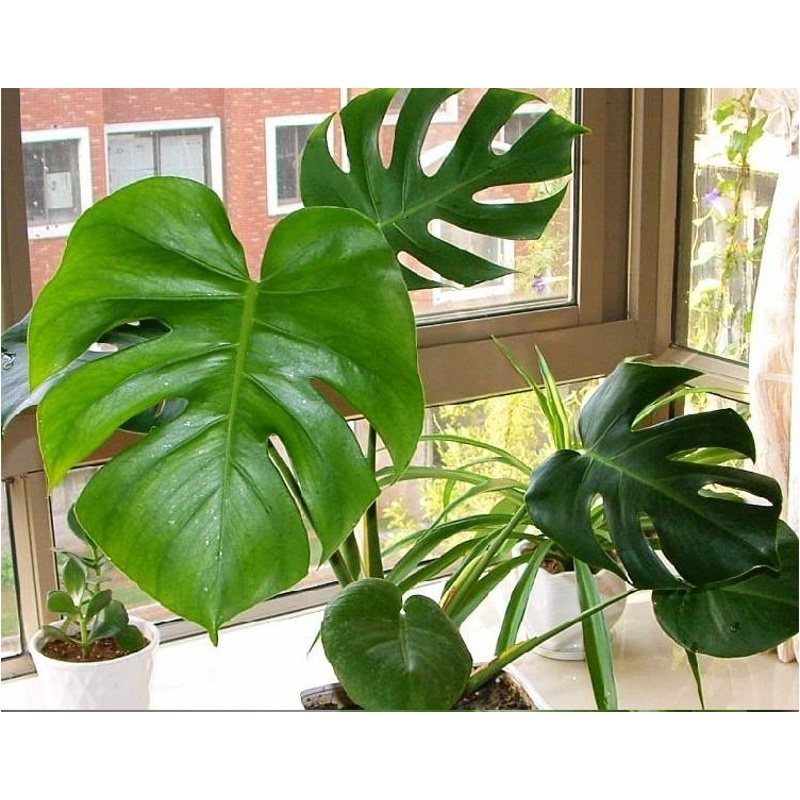 龟背竹 办公室内花卉盆栽水培植物整套室内真花盆花 40-50cm高3棵 不