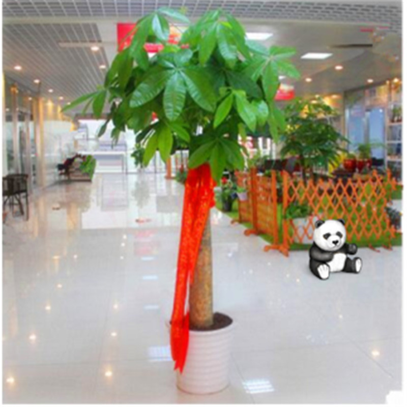 大型绿植电商最低价查询方法|大型绿植价格比较