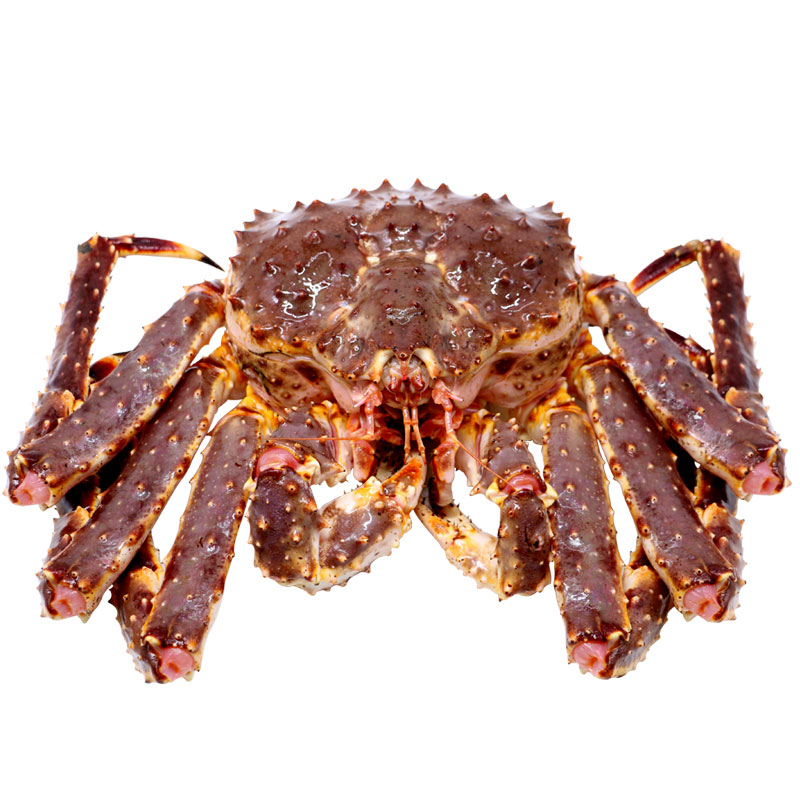 【活鲜】御鲜轩 鲜活阿拉斯加帝王蟹 单只  大螃蟹长腿蟹海鲜水产生鲜 1只2.0-2.25kg
