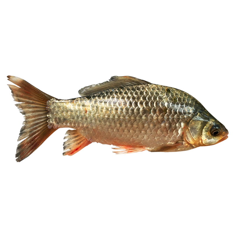 品鲜肴淡水鱼生态大鲫鱼土鲫鱼新鲜渔民自然捕获鲜活鱼现杀河鲜生鲜