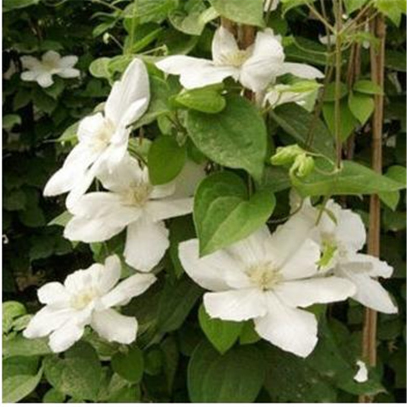 花卉爬藤绿植植物攀援花卉铁线莲种根多品种选铁线牡丹番莲金 冰美人