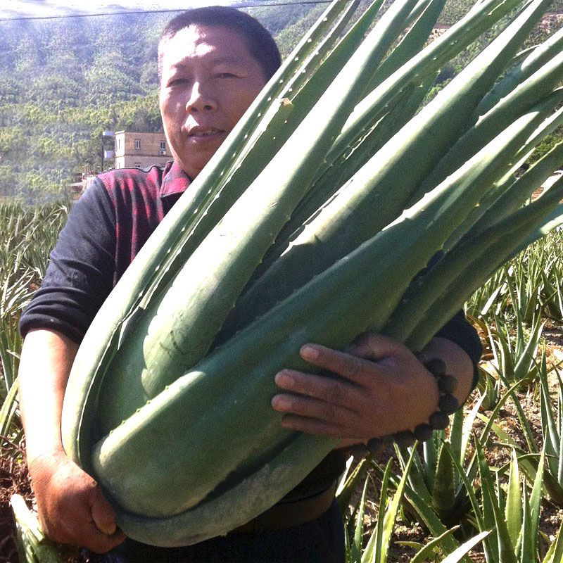 心头肉 库拉索芦荟苗盆栽 多肉植物 室内 盆栽绿植 库拉索【8年苗】