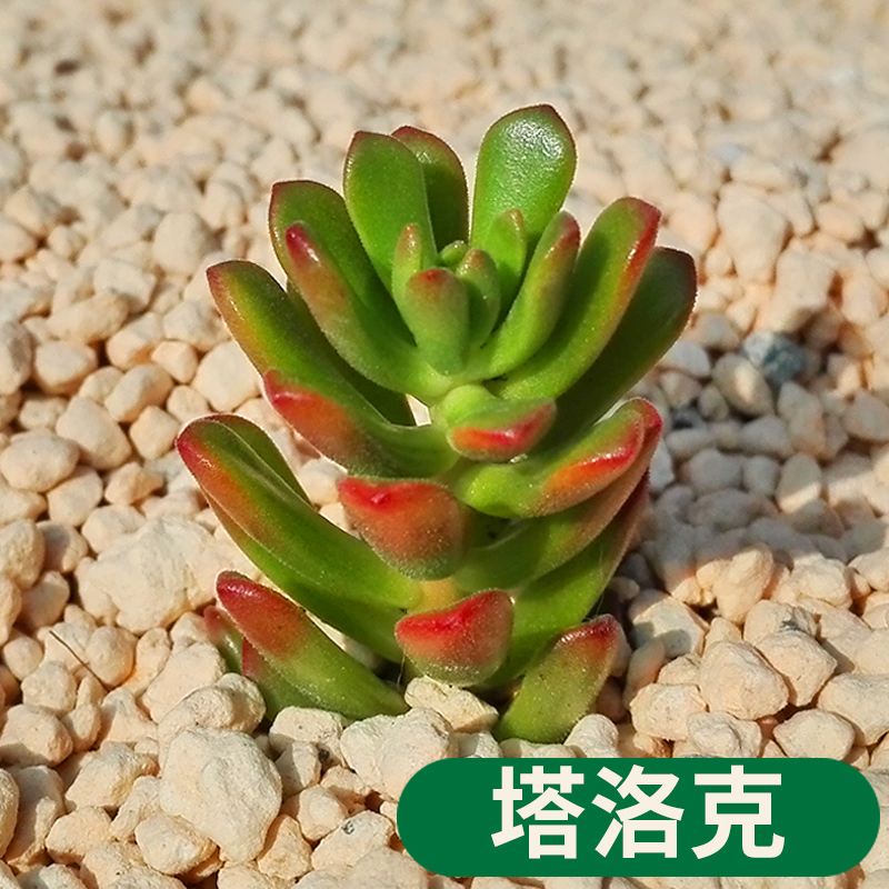 家中有果 迷你桌面 多肉植物 裸根多肉  绿植花卉 盆栽lg2 塔洛克/2