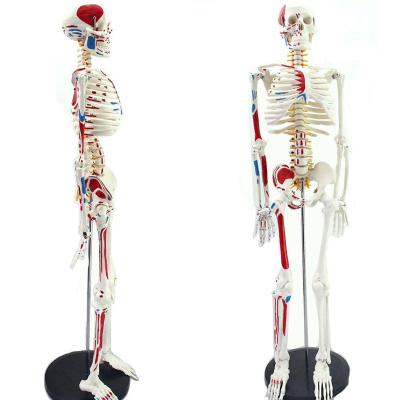 颐诺（ENOVO MEDICAL MODEL）人体骨骼模型医用脊柱人体骨架模型 豪华款85CM带脊神经1肌肉起止点