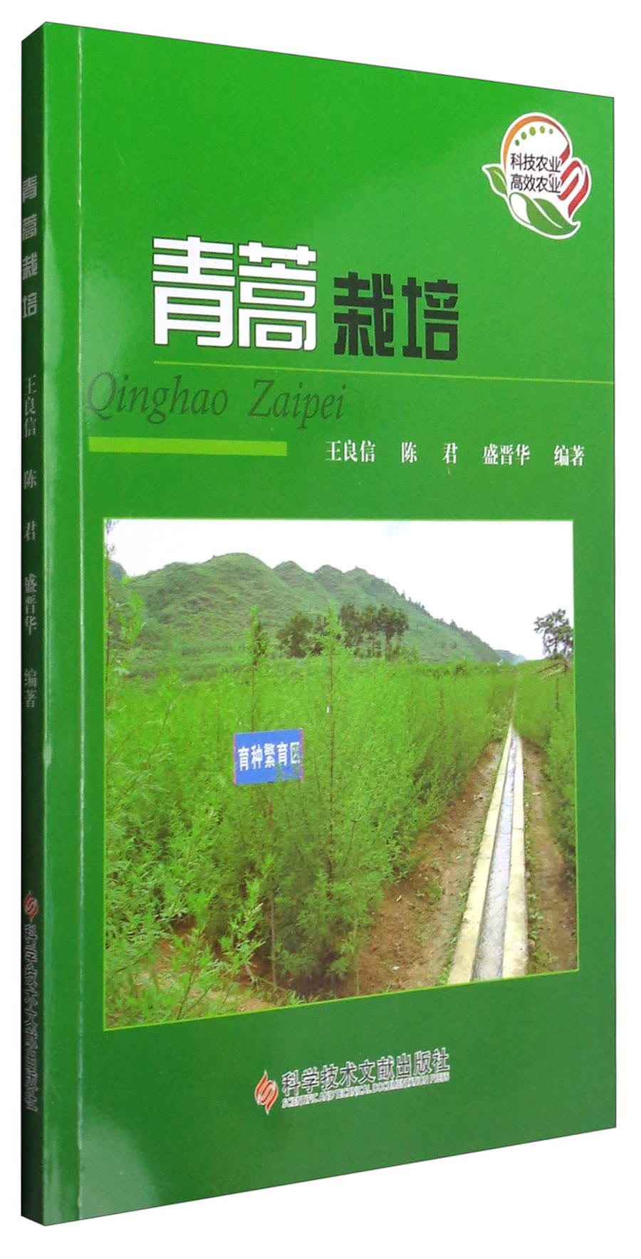 青蒿栽培