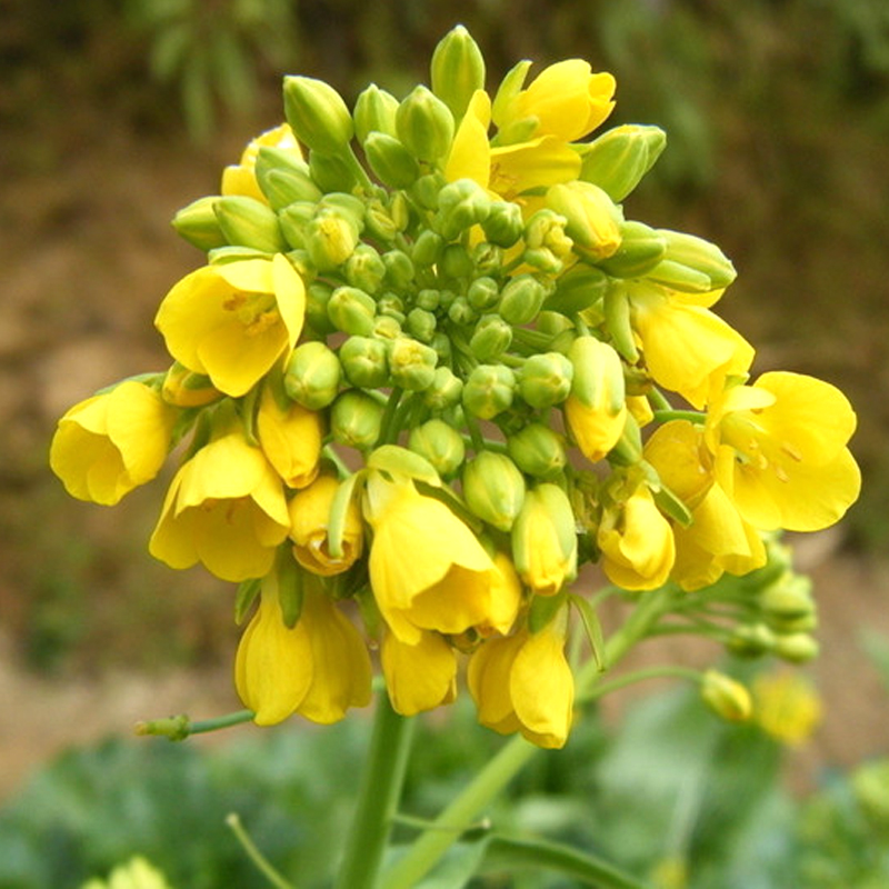 一播大地正常发货  观赏油菜花种子 快开花耐寒油菜花籽榨油食用油