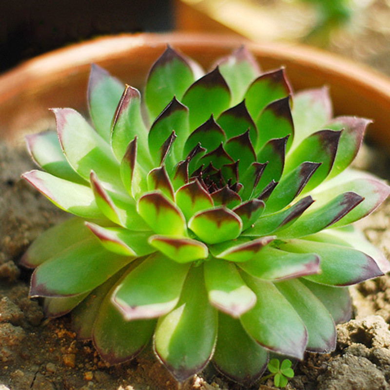 若绿 多肉植物 室内盆栽绿植花卉组合办公室多肉植物 观音莲