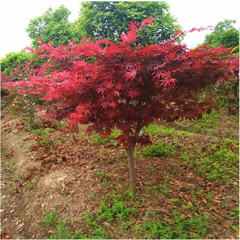 若绿 日本红枫树苗 日本红枫小苗 红枫小苗彩色苗木庭院花卉植物盆栽