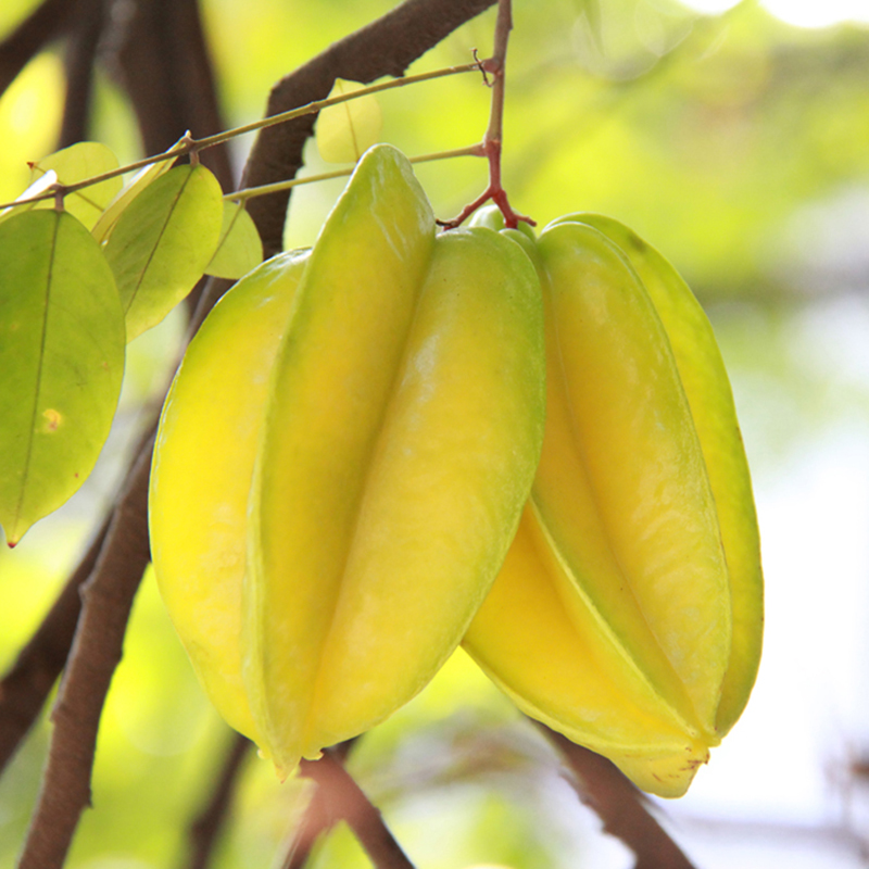 五星之选福建杨桃