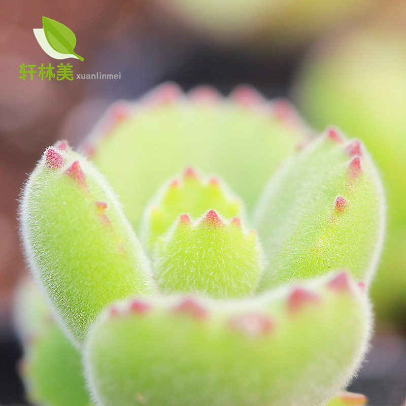 室内多肉组合盆栽 办公室阳台装饰多肉老桩 套餐多肉熊 熊童子4-6片叶