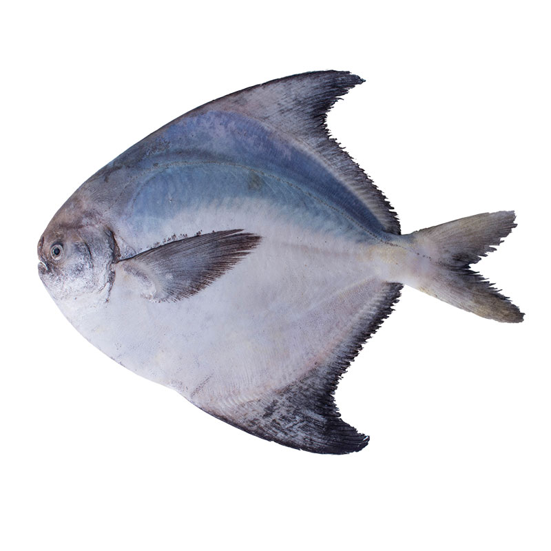 海鲜鱼种类常见图片