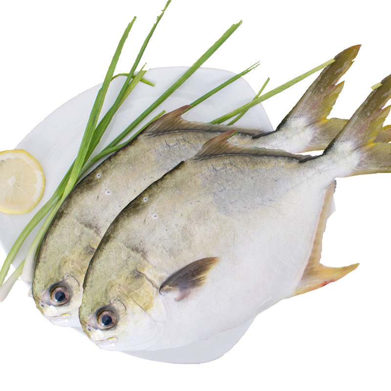 【第2件/5折】海鲜颂 东山岛 冷冻鲳鱼 金鲳鱼 海鲜水产 袋装约1kg