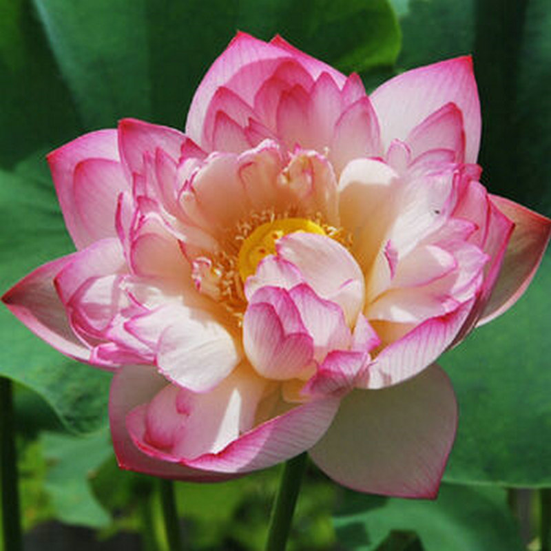 已开口碗莲子套装】荷花碗莲盆栽水培种子四季播种 k莲子混色30粒套装