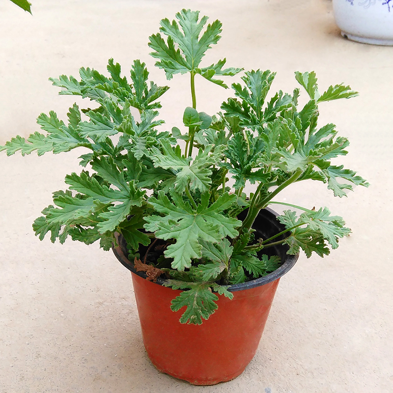 素蜜驱蚊草盆栽 夏季室内驱蚊草苗盆栽花卉香草植物 驱蚊草 原盆 带