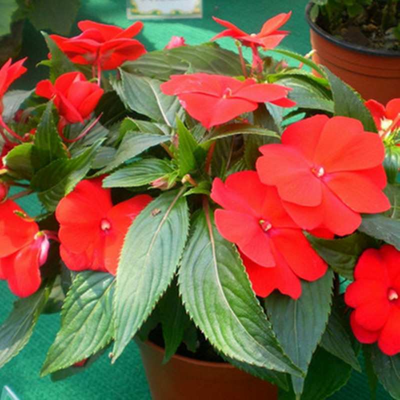 醉花春 七彩凤仙花 盆栽 花卉植物 桔红色 含盆