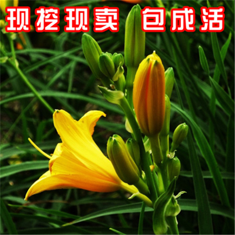 玩冒  大花萱草 忘忧草 耐寒花卉 金娃娃萱草萱草花苗