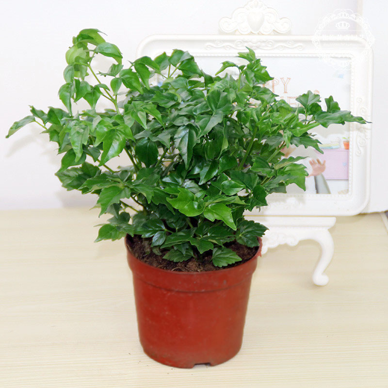 若绿 幸福树 盆栽大小树苗室内客厅绿植四季常青植物 幸福树20-30厘米