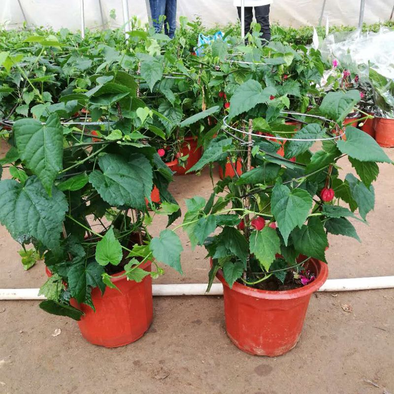 御春阁 5年大苗藤本花卉悬风铃花蔓性红灯笼花盆栽新品藤蔓植物庭院