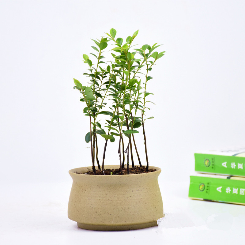 小叶紫檀树桩盆景植物花卉盆栽办公室内绿植黑檀树苗 高10-20厘米