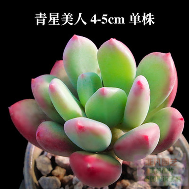 轩林美多肉植物组合盆栽办公室迷你绿植花卉 青星美人 4-5cm 单头 不