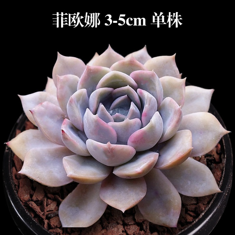 轩林美 多肉植物组合盆栽室内绿植花卉 菲欧娜 3-5cm 单株 不含盆
