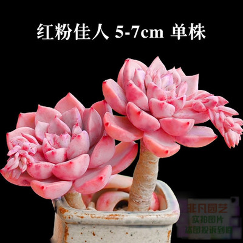 轩林美 多肉植物组合盆栽室内绿植花卉 红粉佳人 5-7cm 不含盆