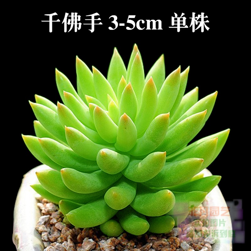 轩林美(xuanlinmei 多肉植物组合盆栽室内绿植花卉 千佛手 3-5cm