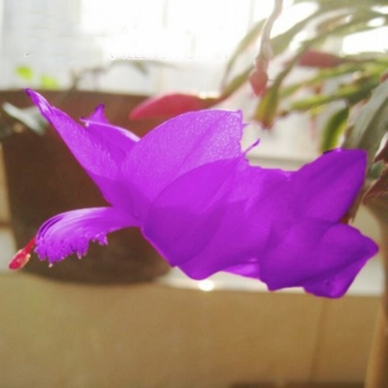 盆栽蟹爪兰花苗 多肉植物 蟹爪兰带根发货办公桌阳台植物 紫色--单株