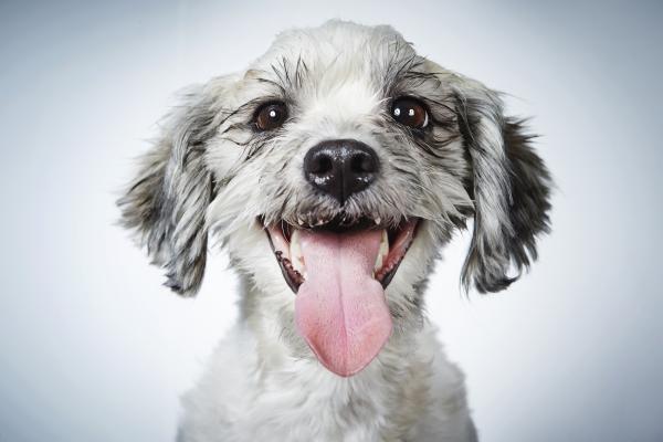 【预订】rescue me : dog adoption portraits and