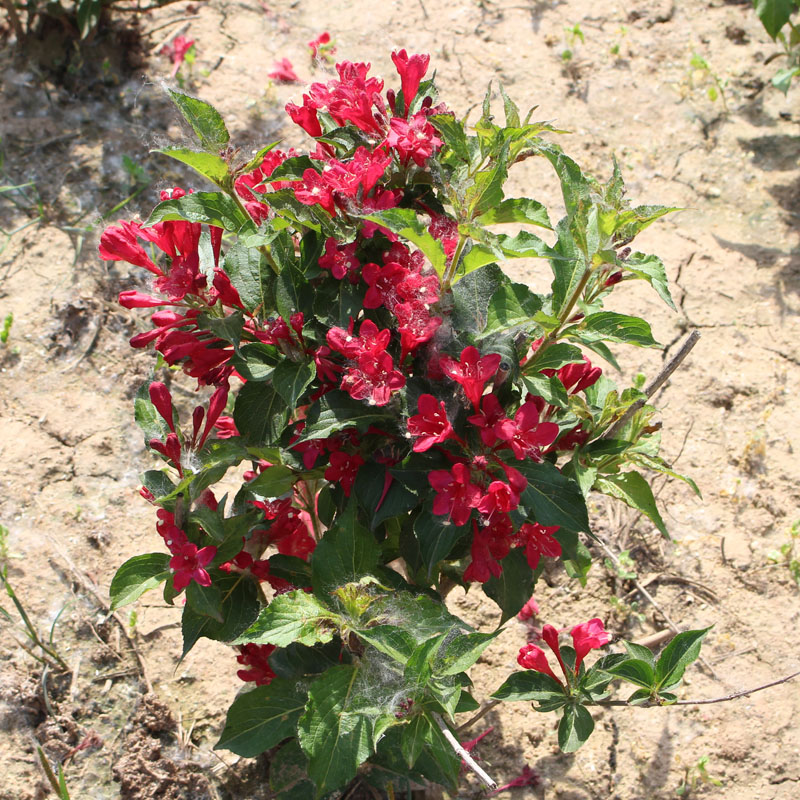 红王子锦带花红色树苗工程苗圃色块类点缀绿化苗木花期长耐寒耐旱