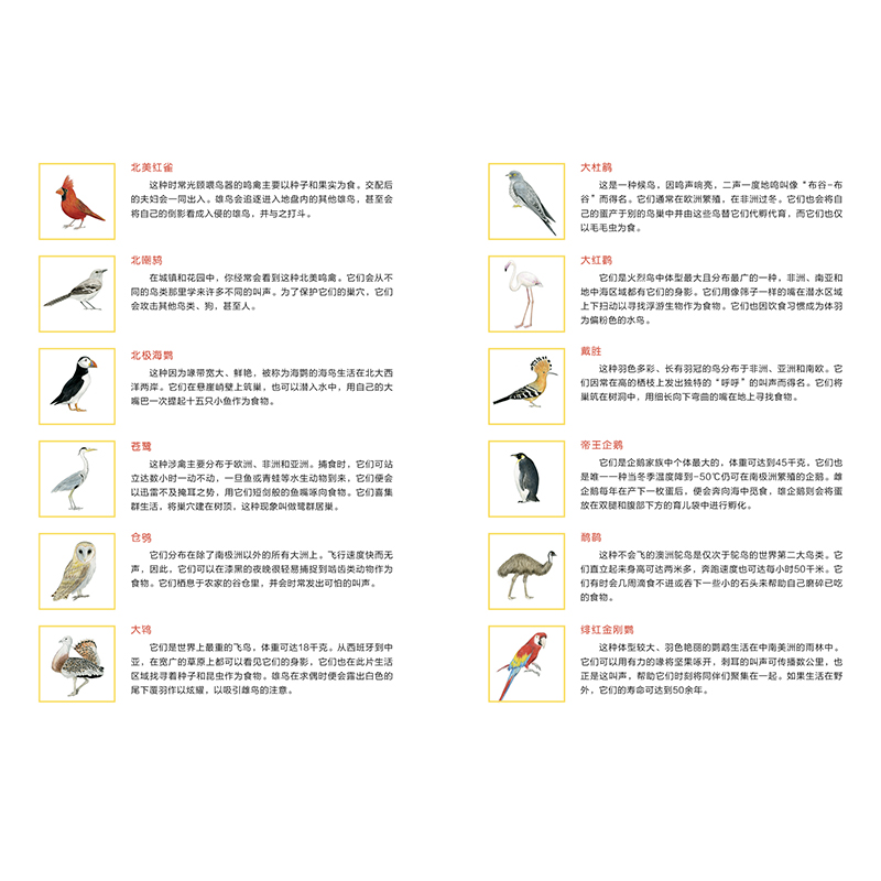 BINGO 鸟儿游戏 宾果游戏系列 家庭聚会 早教空间 亲子互动适用的的认知休闲游戏盒  后浪