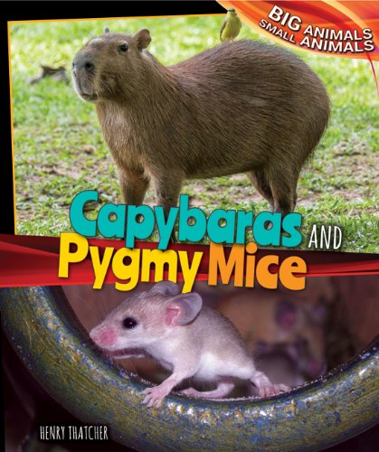 【预订】capybaras and pygmy mice