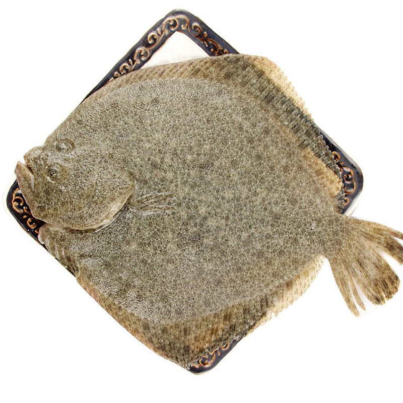 三座海鲜活海鱼 新鲜 多宝鱼 新鲜海鱼 大菱鲆 鸦片鱼 比目鱼  海鲜