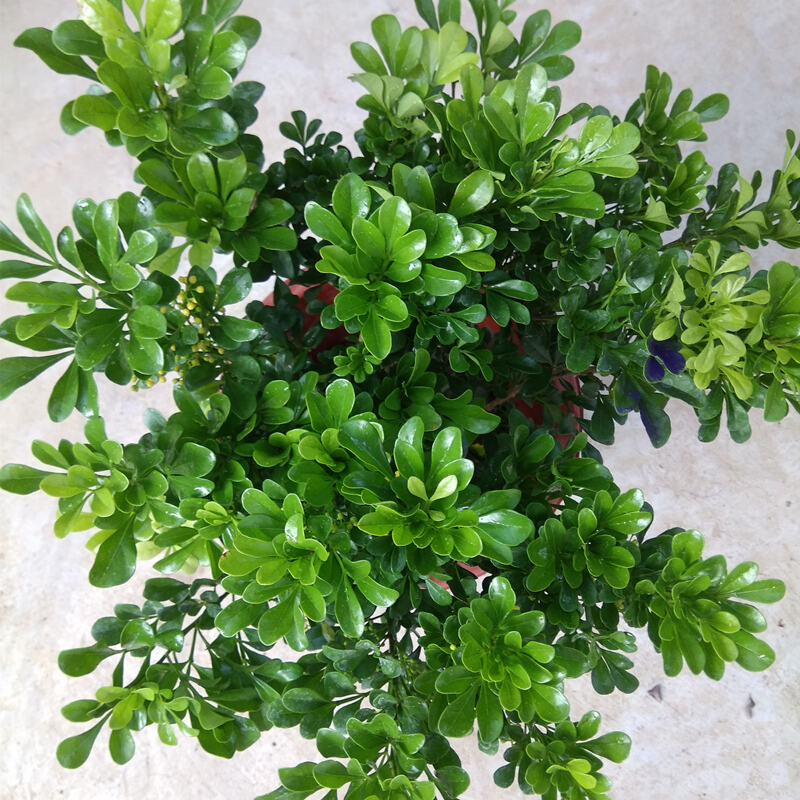 米兰花盆栽室内阳台盆栽独杆米兰棒棒糖米兰花卉绿植芳香植物观花米兰