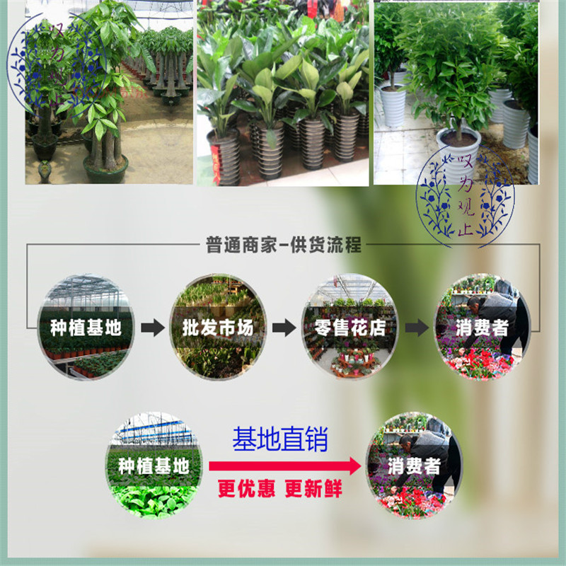 大型盆栽金钱树发财树琴叶榕富贵竹龟背竹办公室内阳台绿萝万年青清香木鸭脚木白兰大型植物富贵竹笼不含盆 虎窝购
