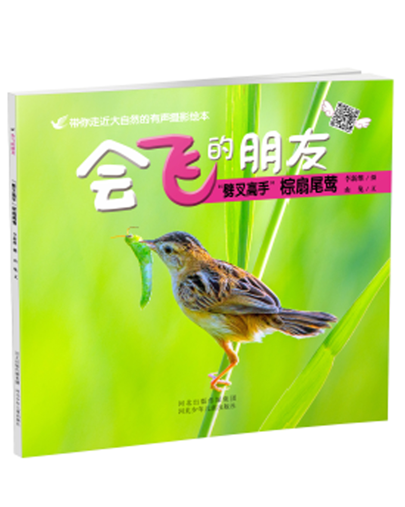 会飞的朋友：“劈叉高手”棕扇尾莺 