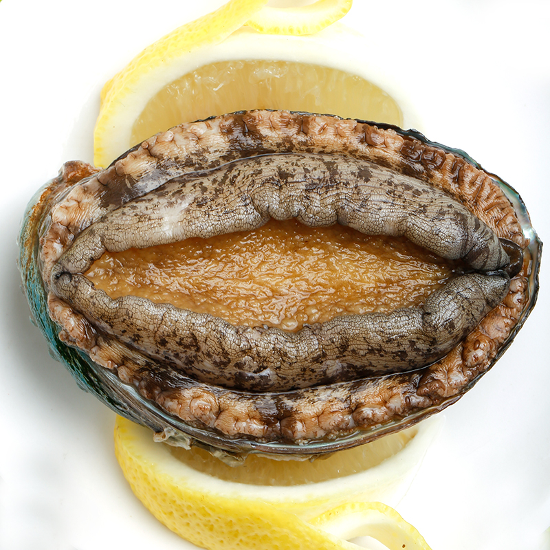 【活鲜】三座海 鲍鱼 烟台鲜活大鲍鱼 500g 7-8只  新鲜贝类火锅食材