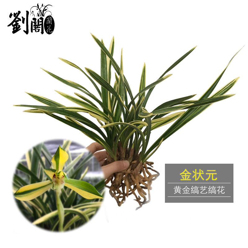 刘阁兰花 黄金叶艺缟艺兰花苗 金状元 春兰中矮种冬带花苞绿植花卉