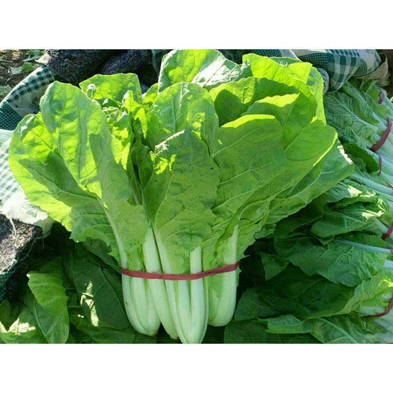 民汇园 黄金小白菜种子 早熟青菜 油白菜 胶菜 四季阳台盆栽蔬菜 7克