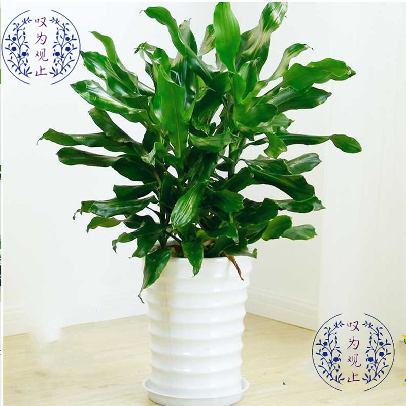 大型盆栽金钱树发财树琴叶榕富贵竹龟背竹办公室内阳台绿萝万年青清香木鸭脚木白兰大型植物富贵竹笼不含盆 虎窝购