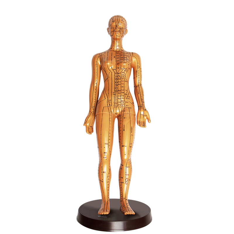 中医理疗穴位人体模型经络铜人模型 针灸穴位模型高清练习50cm 男 铜